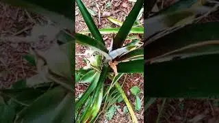 Limpando o quintal. parte 2