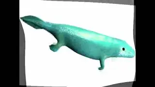 rat