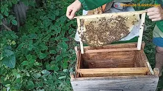 Уловистые ловушки. Размеры в описании.   Пересаживаем рой