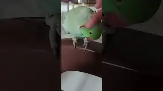 parrot | Talking parrot | Indian ring neck