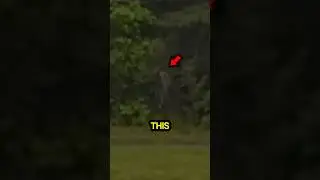 Something lives in those woods.. #scary