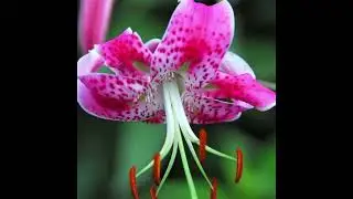 Wild Lilies - Philip Andrews