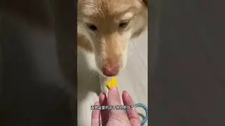 What?! Bee Puppy? #FurryCompanions #DoggyLove #TikTokTails #PetGoals #SillyPoochChronicles