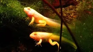 DYI Automatic Fish Feeder/ 500 Gal Fish Tank Update!