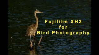 Fujifilm XH2 Bird Photography Venice Rookery FL