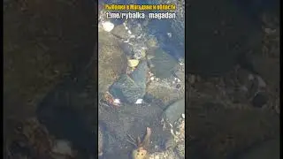 Прибрежная  живность в бухте Гертнера