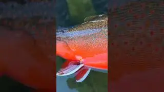 AFİLLİ RENKLER #alabalık #trout #troutfishing #fishing #salmon