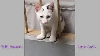The little Kittens start walking || Cats || Kittens || BiBi Animals