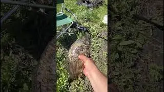 На рыбалке за карпом! 