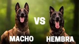 Macho Vs Hembra Belga Malinois: 10 Diferencias Entre Ellos