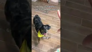 This dog gets treats in the cutest way 🥹❤️