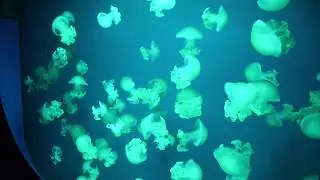 Jellyfish Dance