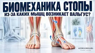 Биомеханика стопы. Большеберцовая и малоберцовая группа мышц в 3D. Плоскостопие и вальгус стопы.