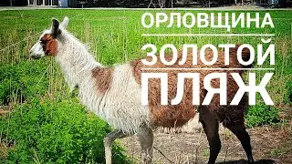 Орловщина Золотой пляж 2024