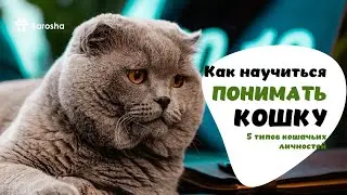 🌟Как научиться понимать  кошку 🌟 5 типов кошачьих личностей 🌟