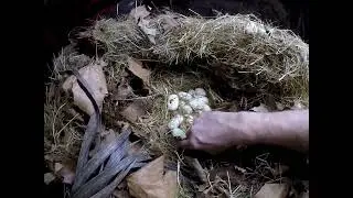 Taking eggs from a King Cobra!