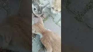 #iyilikdokunușu