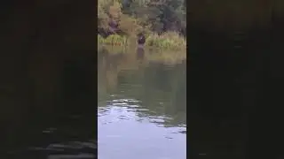 Мишка с речки Паратунка Камчатка