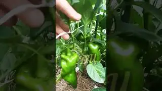 Крупноплодные сорта ПЕРЦА!