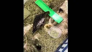 Decoys babies day 1
