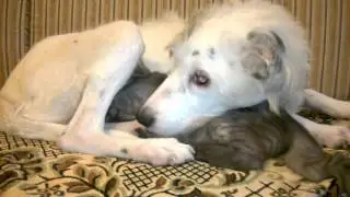 Наш котёнок Масяня присосалась к старенькой мамаше собаке Долли!