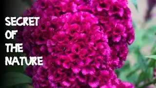 Cockscomb( Kukul karamal) | Secret Of The Nature | Episode 9