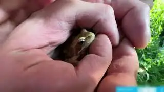 😍🐸ХАЗЯЕВА НАШЛИ ЛЯГУШЕЧКУ!🐸😍