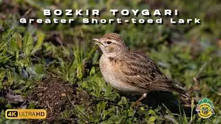 Bozkır toygarı » Greater Short-toed Lark