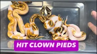 BREEDING BALL PYTHONS!! Clown Pied Clutch !