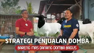 Trik penjualan domba supaya peternak tidak bingung jual ternaknya