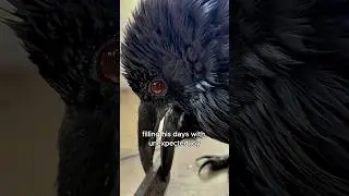 A crow that learns to purr like a cat #animals #love #shorts