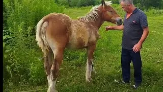 ЛОШАДИ/СУПЕРСКАЯ ЖЕРОБКА ОТ ЖЕРЕБЦА ЗАБАРА/horses/super heavy hauler