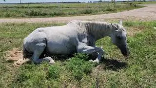 Cash the horse mounging in the field.