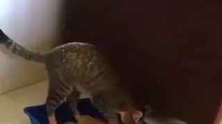 Когда кот хочет сильно какать
