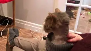 Cat Who Couldn’t Go Inside Is Finally Safe And Warm