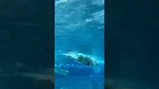 Учимся правильно грести на спине☝️ Сгибаем руку в локте 