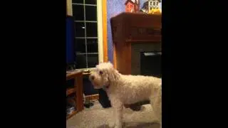 Golden Doodle Sings to Two and a Half Men