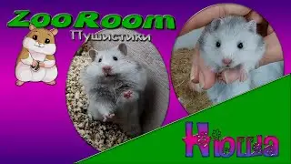 Хомяк заговорил, история хомячка Нюши #ZooRoomПушистики
