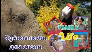 Химия с нуля - химическая реакция: Зубная паста для слона от Family Life
