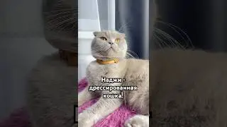 А ваши кошки поддаются дрессировке? 😏 #cat #catlover #catshorts