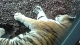 Tiger cub gets punched =)