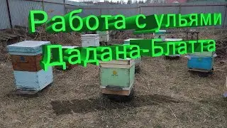 Профессор Кашковский: Работа с двухкорпусными ульями Дадана-Блатта