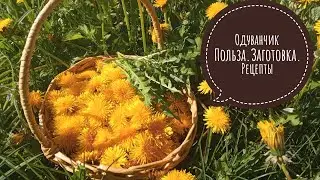 Полезные свойства одуванчиков. Заготовка. Сушка.Варенье из одуванчиков. Салат из одуванчиков.