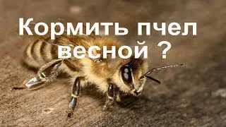 Для чего нужно подкармливать пчел весной