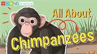 All About Chimpanzees