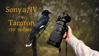 POV Bird photography in Australia | Sony a7IV + Tamron 150-500mm |