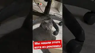 #котики #кот #cat #cats #юмор #смех #рекомендации