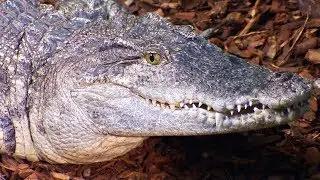 Croc Man The Series - Zoo Licence | Crocodile Zoo Documentary Series | Natural History Channel