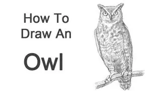 How to Draw an Owl (Great Horned)