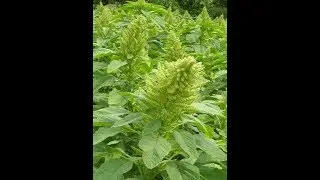 Известные неизвестные травы - Щирица (амарант)